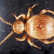 Messingkäfer Niptu hololeucus