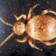 Messingkäfer Niptu hololeucus