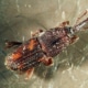 Reiskäfer Sitophilus oryzae